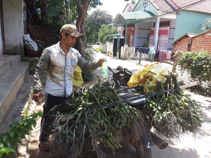 Người trồng cau ở Bình Định điêu đứng - Ảnh 1.