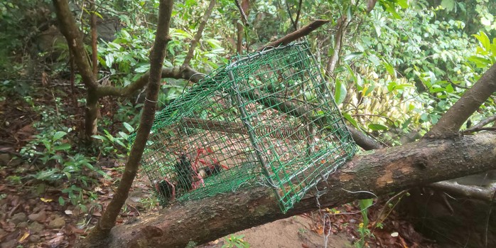 CLIP: Phát hiện hơn 700 bẫy thú rừng tại bán đảo Sơn Trà - Ảnh 2.