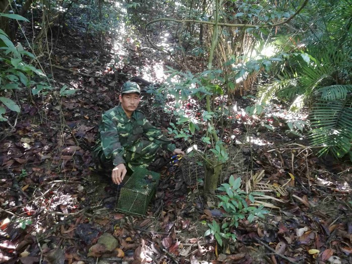 CLIP: Phát hiện hơn 700 bẫy thú rừng tại bán đảo Sơn Trà - Ảnh 4.