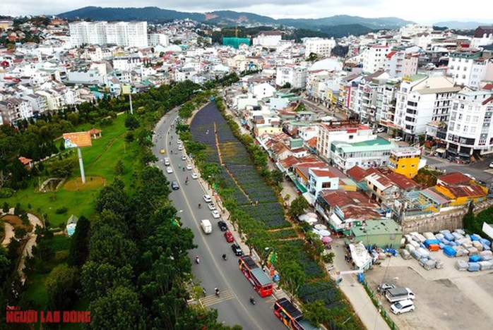 Cánh đồng hoa nữ hoàng xanh đẹp lung linh, phục vụ miễn phí giữa lòng Đà Lạt - Ảnh 2.