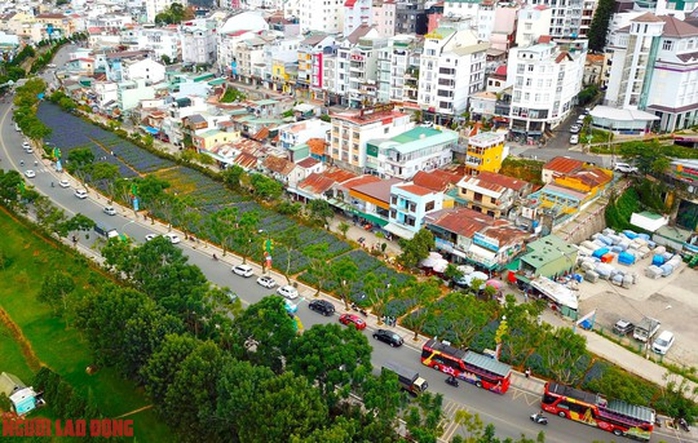 Cánh đồng hoa nữ hoàng xanh đẹp lung linh, phục vụ miễn phí giữa lòng Đà Lạt - Ảnh 3.