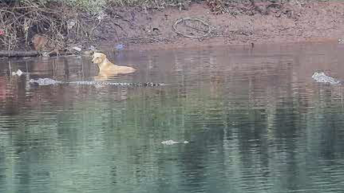 Hy hữu: Bầy cá sấu khổng lồ cứu chú chó hoang giữa dòng nước - Ảnh 3.