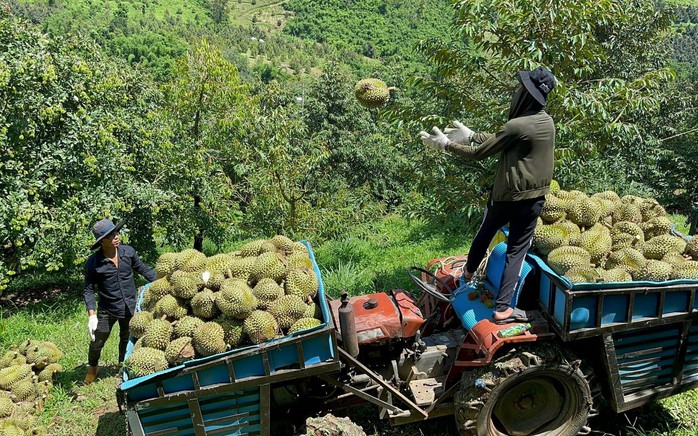 Xây thương hiệu sầu riêng organic Khánh Sơn - Ảnh 1.