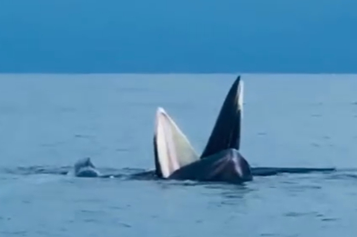 Cá voi xuất hiên ở vùng biển Cô Tô (Quảng Ninh) - Ảnh 1.