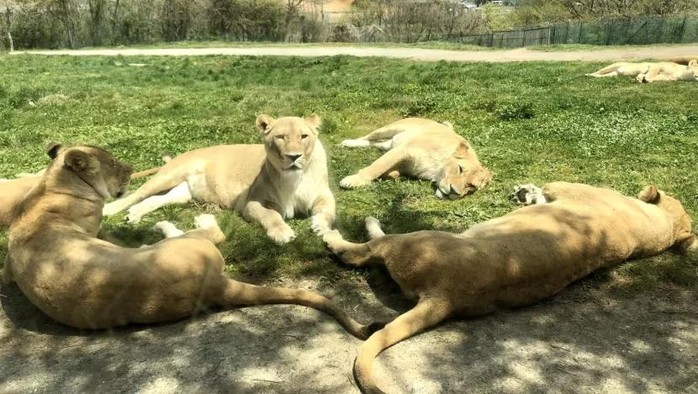 Bị sư tử tấn công, nhân viên sở thú Nhật Bản thiệt mạng - Ảnh 3.