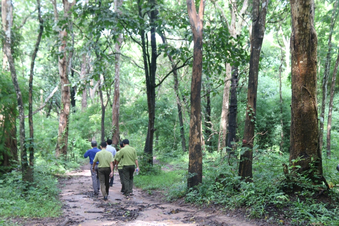 Bình Thuận kiểm tra khu rừng hơn 600 ha làm hồ chứa nước Ka Pét - Ảnh 1.