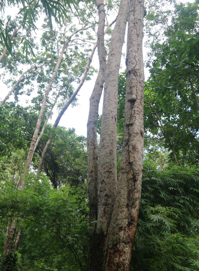 Bình Thuận kiểm tra khu rừng hơn 600 ha làm hồ chứa nước Ka Pét - Ảnh 5.