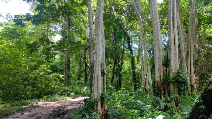 Bình Thuận kiểm tra khu rừng hơn 600 ha làm hồ chứa nước Ka Pét - Ảnh 3.