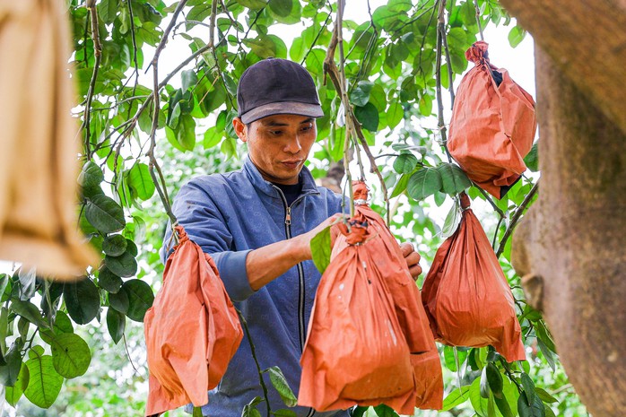 Độc đáo bưởi đỏ “Tài - Lộc” đón Tết Giáp Thìn 2024- Ảnh 8. Độc đáo bưởi đỏ “Tài - Lộc” đón Tết Giáp Thìn 2024- Ảnh 8.