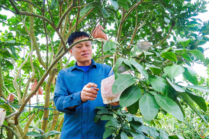 Độc đáo bưởi đỏ “Tài - Lộc” đón Tết Giáp Thìn 2024- Ảnh 5. Độc đáo bưởi đỏ “Tài - Lộc” đón Tết Giáp Thìn 2024- Ảnh 5.