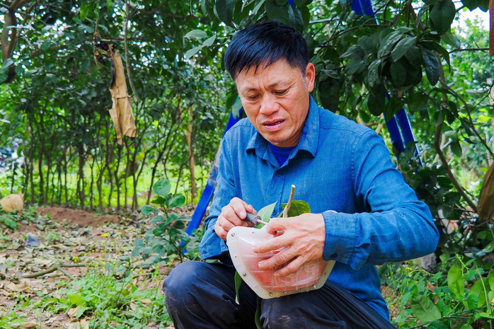Độc đáo bưởi đỏ “Tài - Lộc” đón Tết Giáp Thìn 2024- Ảnh 6. Độc đáo bưởi đỏ “Tài - Lộc” đón Tết Giáp Thìn 2024- Ảnh 6.