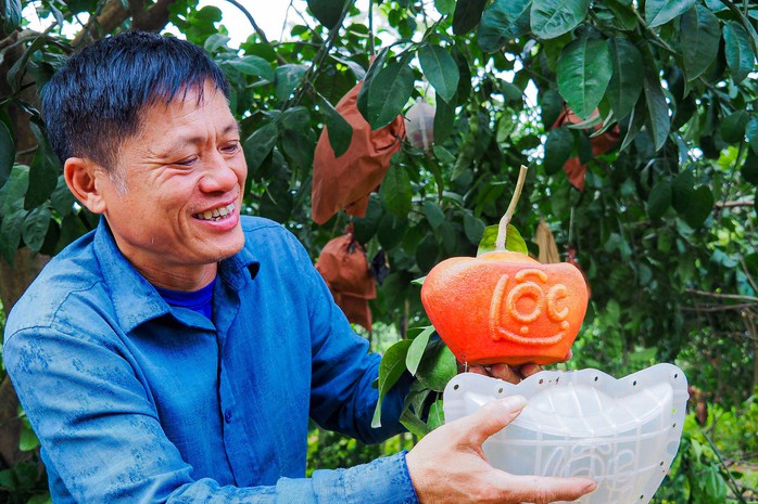 Độc đáo bưởi đỏ “Tài - Lộc” đón Tết Giáp Thìn 2024- Ảnh 7. Độc đáo bưởi đỏ “Tài - Lộc” đón Tết Giáp Thìn 2024- Ảnh 7.