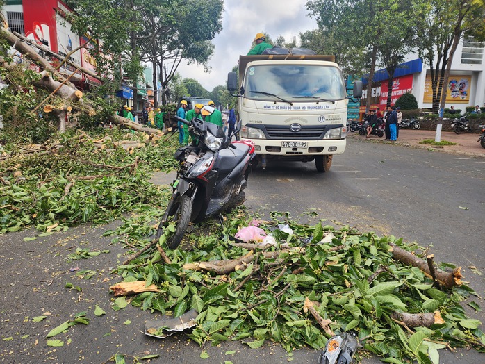 Buôn Ma Thuột: Cây cổ thụ gãy đổ, đè người đi đường- Ảnh 5. Buôn Ma Thuột: Cây cổ thụ gãy đổ, đè người đi đường- Ảnh 5.