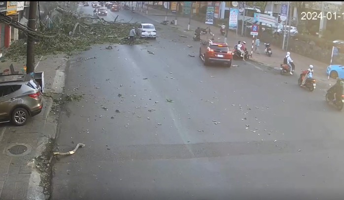 CLIP: Khoảnh khắc cây cổ thụ gãy đổ, đè người đi đường- Ảnh 1. CLIP: Khoảnh khắc cây cổ thụ gãy đổ, đè người đi đường- Ảnh 1.