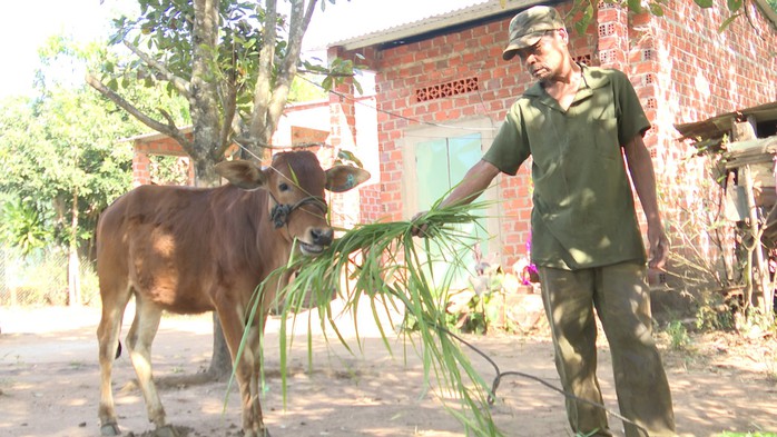 Kiểm điểm cán bộ cấp bò sinh sản, dân nghèo lại nhận... bê con- Ảnh 1. Kiểm điểm cán bộ cấp bò sinh sản, dân nghèo lại nhận... bê con- Ảnh 1.