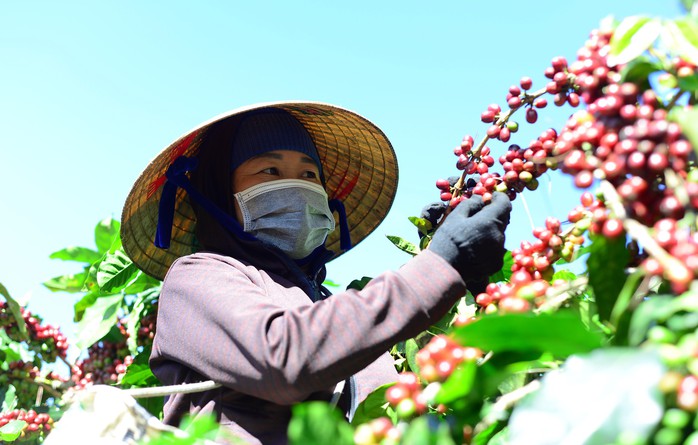 Diện tích sầu riêng tăng mạnh: Nguy cơ khó lường- Ảnh 1. Diện tích sầu riêng tăng mạnh: Nguy cơ khó lường- Ảnh 1.