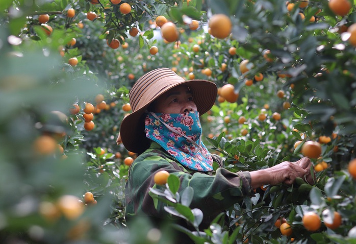 Nông dân vựa quất cảnh lớn nhất xứ Thanh bội thu- Ảnh 4.