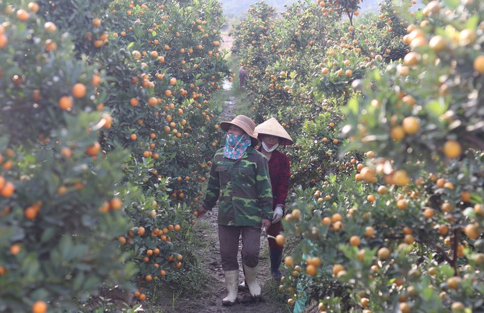 Nông dân vựa quất cảnh lớn nhất xứ Thanh bội thu- Ảnh 1.