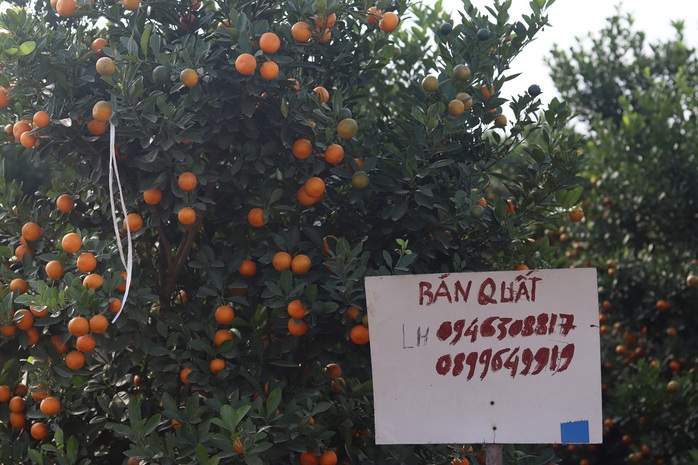 Nông dân vựa quất cảnh lớn nhất xứ Thanh bội thu- Ảnh 8.