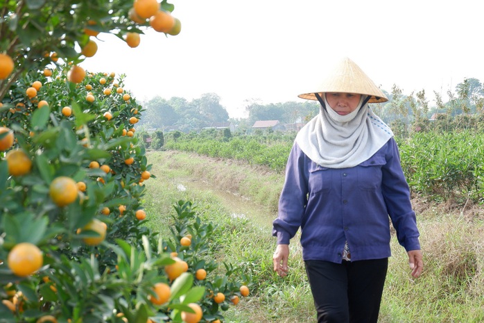 Nông dân vựa quất cảnh lớn nhất xứ Thanh bội thu- Ảnh 10.
