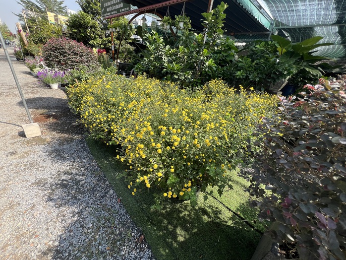 Hoa kiểng Tết tràn ra đường, giá dễ chịu - Ảnh 3. Hoa kiểng Tết tràn ra đường, giá dễ chịu - Ảnh 3.