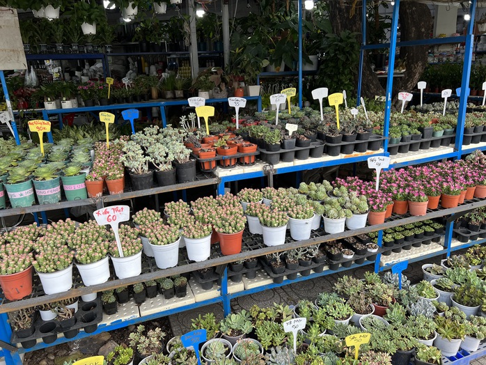Hoa kiểng Tết tràn ra đường, giá dễ chịu - Ảnh 2. Hoa kiểng Tết tràn ra đường, giá dễ chịu - Ảnh 2.