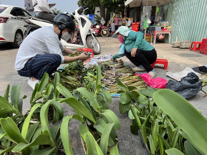 Hoa kiểng Tết tràn ra đường, giá dễ chịu - Ảnh 4. Hoa kiểng Tết tràn ra đường, giá dễ chịu - Ảnh 4.