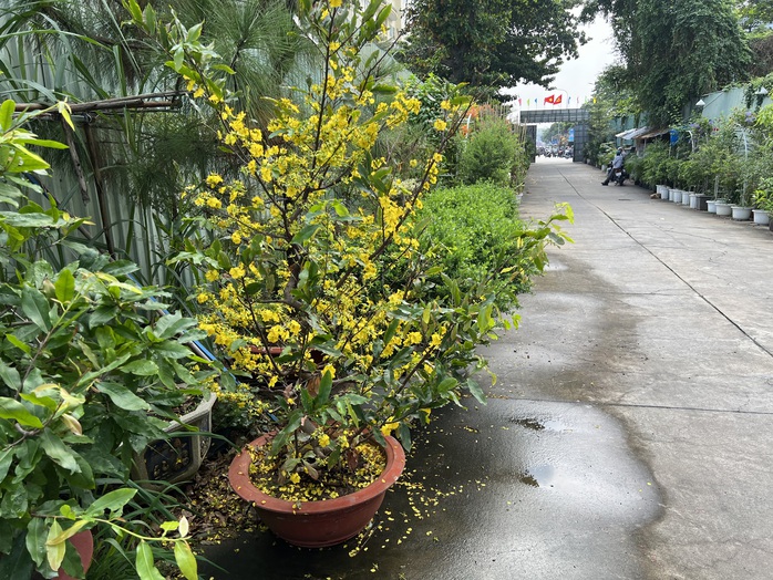 Hoa kiểng Tết tràn ra đường, giá dễ chịu - Ảnh 6. Hoa kiểng Tết tràn ra đường, giá dễ chịu - Ảnh 6.