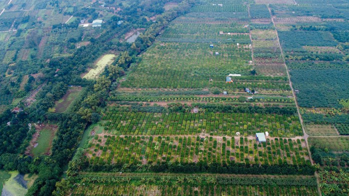 Tất bật thu hoạch "bàn tay phật" ở Hà Nội- Ảnh 1. Tất bật thu hoạch "bàn tay phật" ở Hà Nội- Ảnh 1.