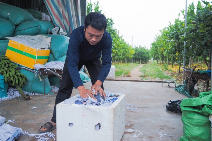 Tất bật thu hoạch "bàn tay phật" ở Hà Nội- Ảnh 15. Tất bật thu hoạch "bàn tay phật" ở Hà Nội- Ảnh 15.