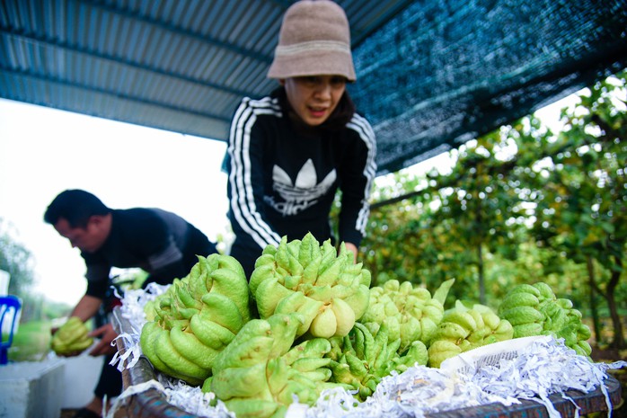 Tất bật thu hoạch "bàn tay phật" ở Hà Nội- Ảnh 12. Tất bật thu hoạch "bàn tay phật" ở Hà Nội- Ảnh 12.