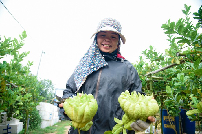 Tất bật thu hoạch "bàn tay phật" ở Hà Nội- Ảnh 11. Tất bật thu hoạch "bàn tay phật" ở Hà Nội- Ảnh 11.