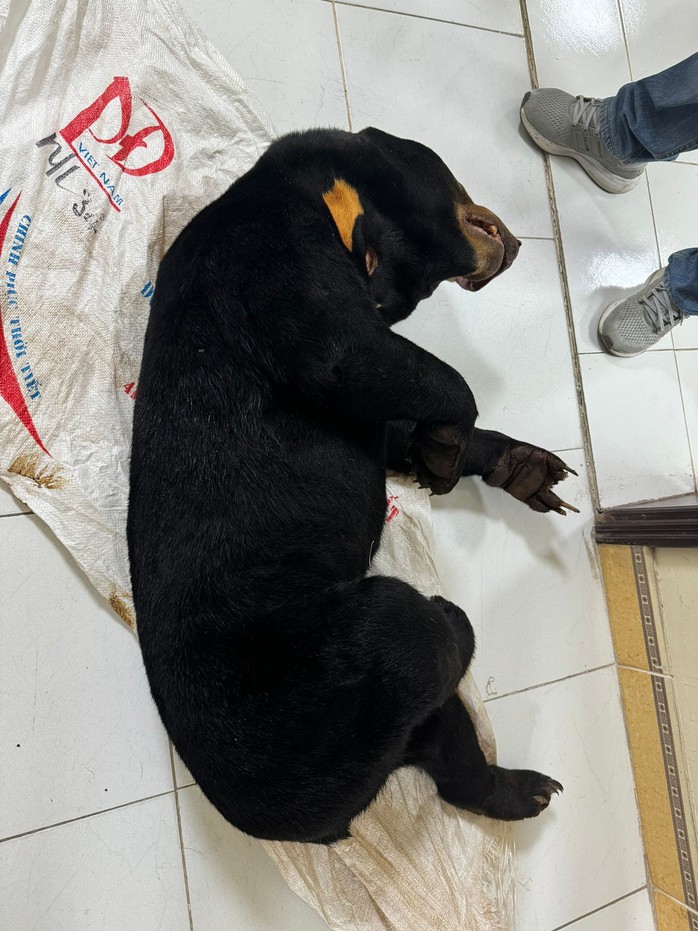 Bắt giữ 3 đối tượng mua bán động vật quý hiếm- Ảnh 1. Bắt giữ 3 đối tượng mua bán động vật quý hiếm- Ảnh 1.