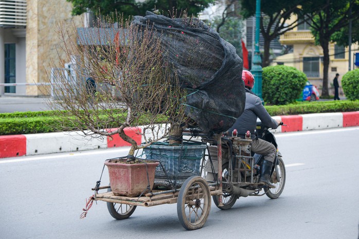 Cận cảnh cặp quất hình rồng đón Tết Giáp Thìn giá hơn 200 triệu đồng- Ảnh 14. Cận cảnh cặp quất hình rồng đón Tết Giáp Thìn giá hơn 200 triệu đồng- Ảnh 14.