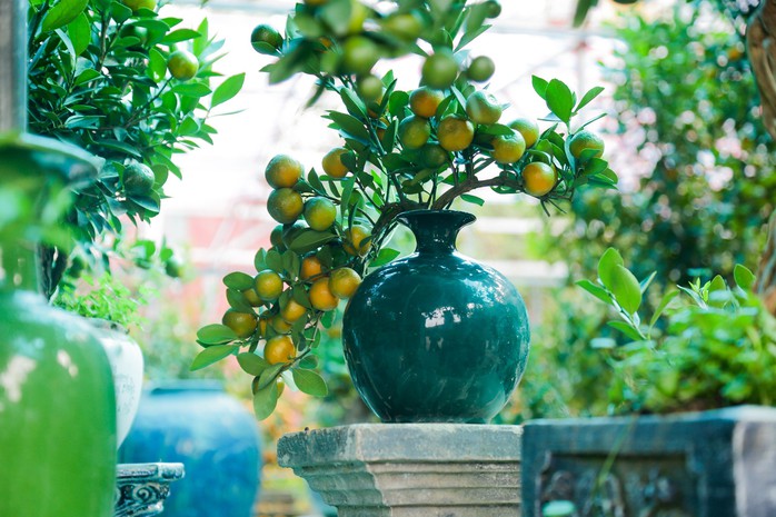 Độc đáo quất bonsai cả chục triệu mua chơi Tết Giáp Thìn 2024- Ảnh 3. Độc đáo quất bonsai cả chục triệu mua chơi Tết Giáp Thìn 2024- Ảnh 3.