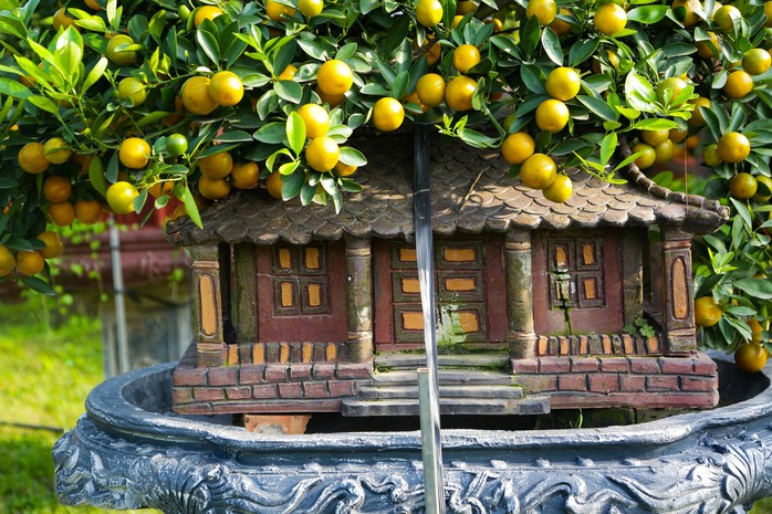 Độc đáo quất bonsai cả chục triệu mua chơi Tết Giáp Thìn 2024- Ảnh 6. Độc đáo quất bonsai cả chục triệu mua chơi Tết Giáp Thìn 2024- Ảnh 6.
