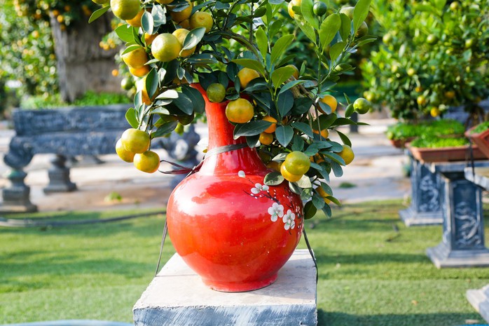 Độc đáo quất bonsai cả chục triệu mua chơi Tết Giáp Thìn 2024- Ảnh 2. Độc đáo quất bonsai cả chục triệu mua chơi Tết Giáp Thìn 2024- Ảnh 2.