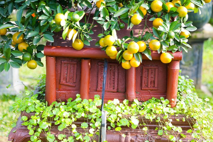 Độc đáo quất bonsai cả chục triệu mua chơi Tết Giáp Thìn 2024- Ảnh 5. Độc đáo quất bonsai cả chục triệu mua chơi Tết Giáp Thìn 2024- Ảnh 5.