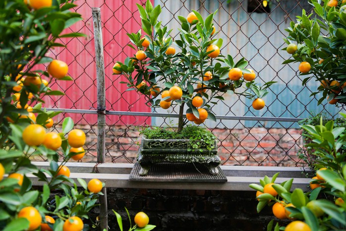 Độc đáo quất bonsai cả chục triệu mua chơi Tết Giáp Thìn 2024- Ảnh 4. Độc đáo quất bonsai cả chục triệu mua chơi Tết Giáp Thìn 2024- Ảnh 4.