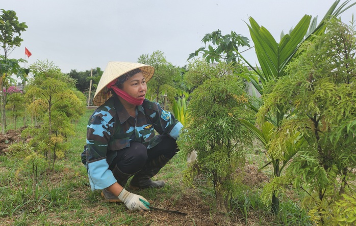 Cây dược liệu đinh lăng được trồng tại trang trại của ông Châu Cây dược liệu đinh lăng được trồng tại trang trại của ông Châu