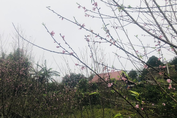 Đào rừng nở thắm bản vùng cao xứ Thanh- Ảnh 1.