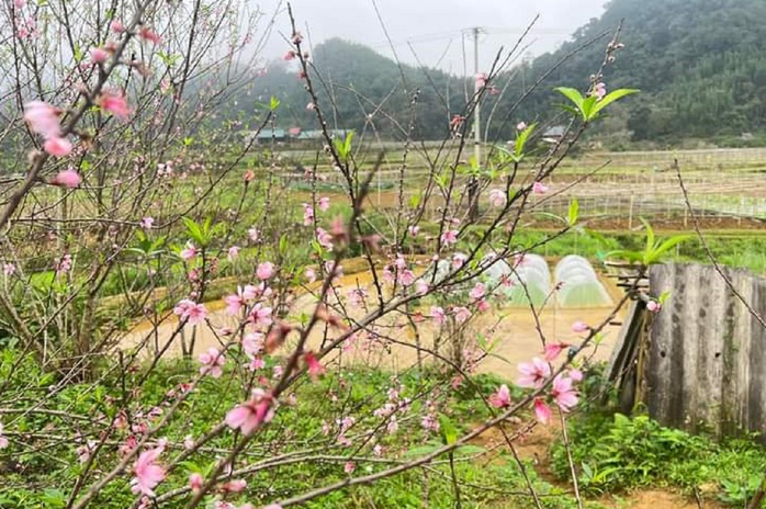 Đào rừng nở thắm bản vùng cao xứ Thanh- Ảnh 3. Đào rừng nở thắm bản vùng cao xứ Thanh- Ảnh 3.