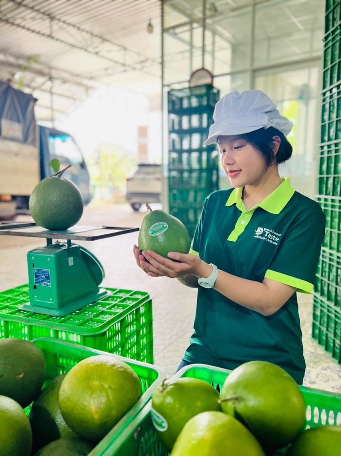 Một HTX ở Bình Dương được Hà Lan đặt hàng 100 tấn bưởi mỗi tháng- Ảnh 1. Một HTX ở Bình Dương được Hà Lan đặt hàng 100 tấn bưởi mỗi tháng- Ảnh 1.