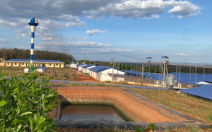 Bên trong trang trại nuôi heo của Công ty Kim Ngân Bên trong trang trại nuôi heo của Công ty Kim Ngân