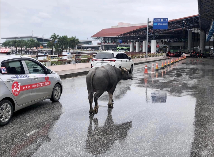 Trâu bất ngờ “đột nhập” sân bay Nội Bài- Ảnh 1. Trâu bất ngờ “đột nhập” sân bay Nội Bài- Ảnh 1.