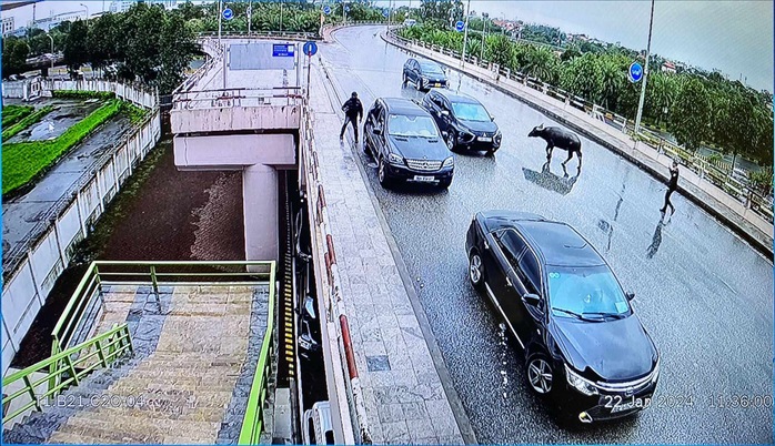 Trâu bất ngờ “đột nhập” sân bay Nội Bài- Ảnh 3. Trâu bất ngờ “đột nhập” sân bay Nội Bài- Ảnh 3.