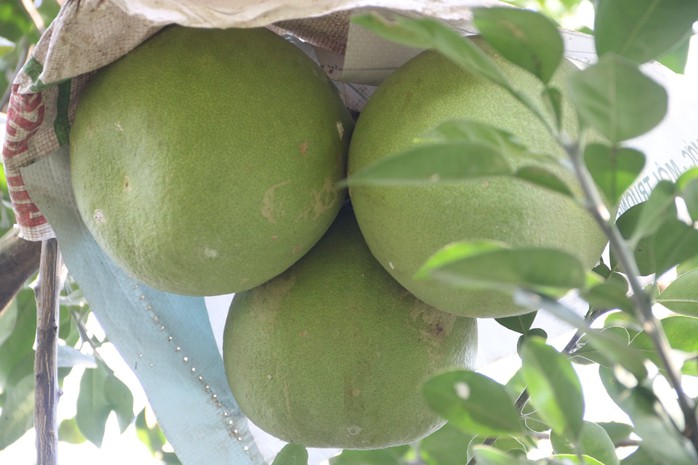 Đặc sản bưởi đường lá cam tại "làng thông minh" đầu tiên của Bình Dương- Ảnh 5. Đặc sản bưởi đường lá cam tại "làng thông minh" đầu tiên của Bình Dương- Ảnh 5.