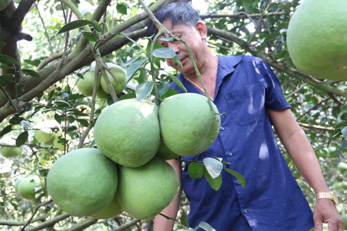 Đặc sản bưởi đường lá cam tại "làng thông minh" đầu tiên của Bình Dương- Ảnh 1. Đặc sản bưởi đường lá cam tại "làng thông minh" đầu tiên của Bình Dương- Ảnh 1.