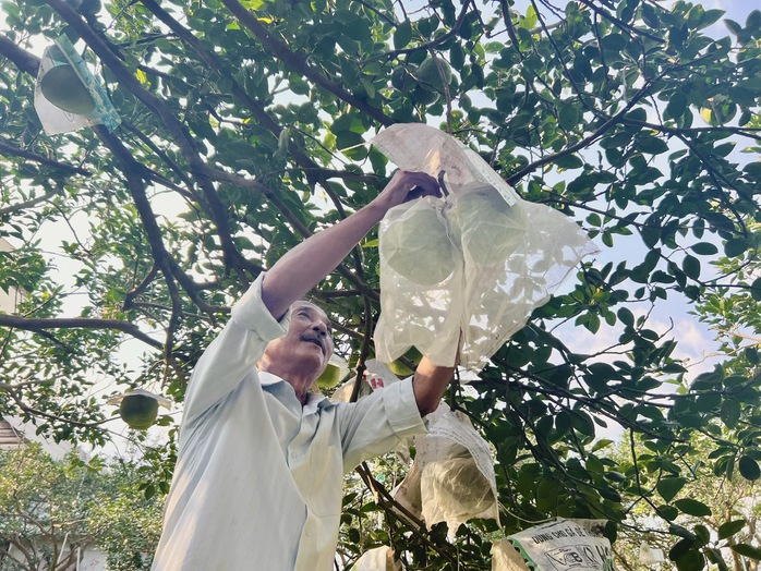Đặc sản bưởi đường lá cam tại "làng thông minh" đầu tiên của Bình Dương- Ảnh 6. Đặc sản bưởi đường lá cam tại "làng thông minh" đầu tiên của Bình Dương- Ảnh 6.