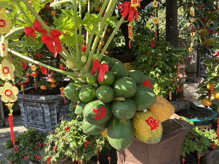 Nhiều loại trái cây trưng Tết tiền triệu- Ảnh 2. Nhiều loại tỷ lệ kèo nhà cái cây trưng Tết tiền triệu- Ảnh 2.